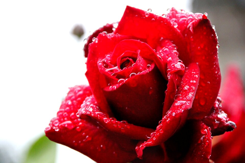 Morgentau rain red