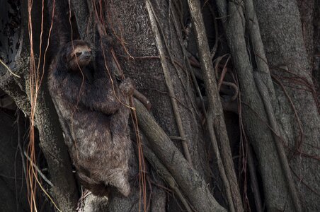 Tree animal nature