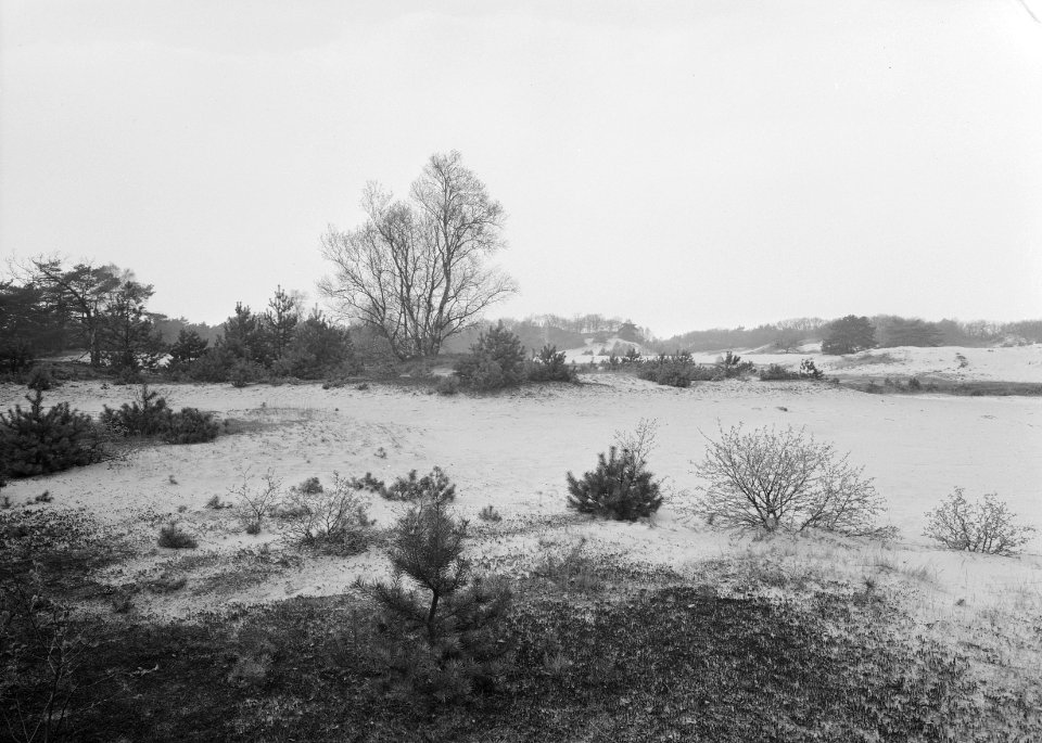 Woeste gronden, natuurschoon, zandverstuivingen, Bestanddeelnr 162-1260