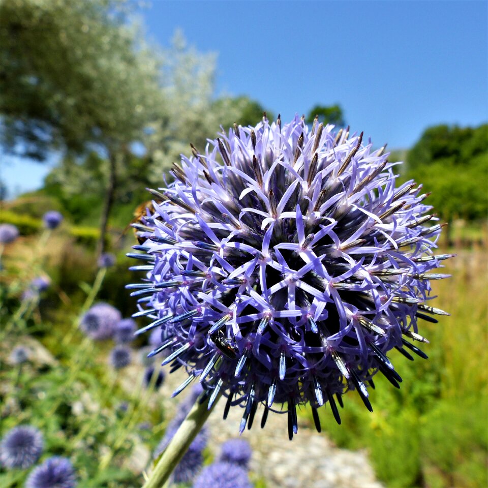 Summer thistle garden