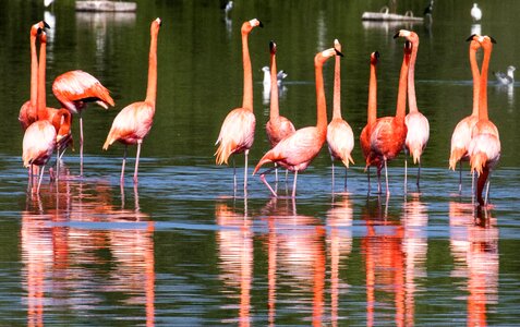 Water line avian