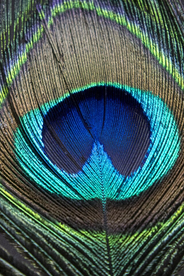 Peacock feather macro