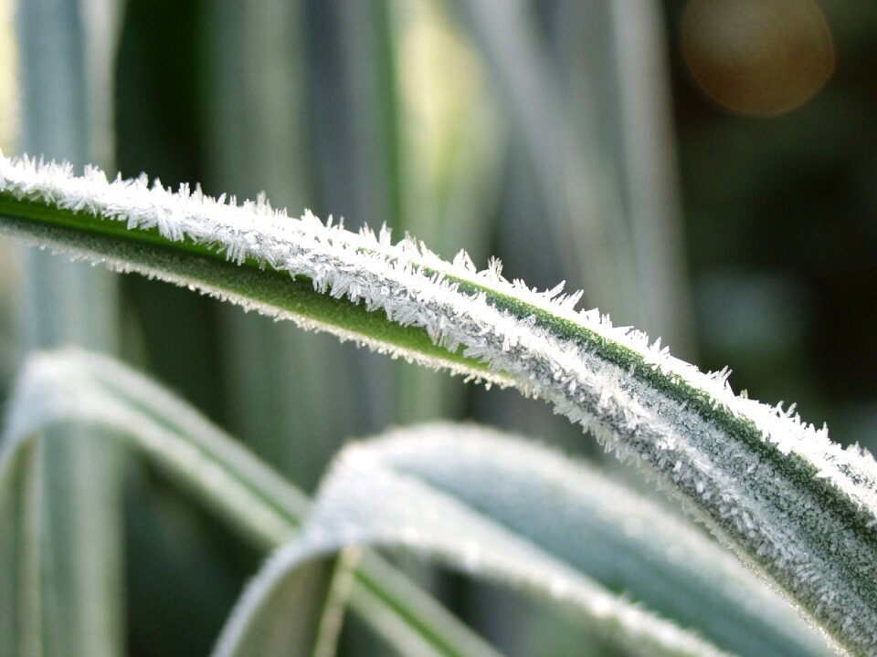 Hoarfrost autumn meadow