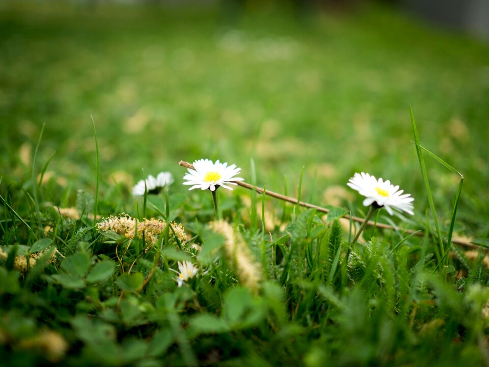 Flora hayfield field