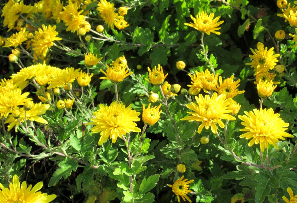 Chrysanthemum yellow sunshine photo