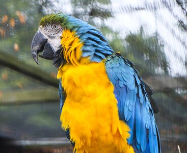 Yellow blue ara photo