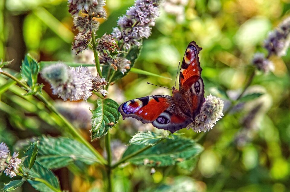 Leaf garden butterfly