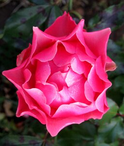 Rose garden dew