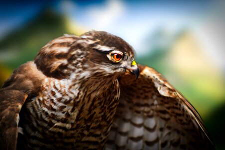 Nature beak wild photo