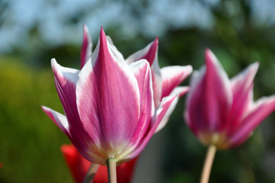 Flowers spring close up