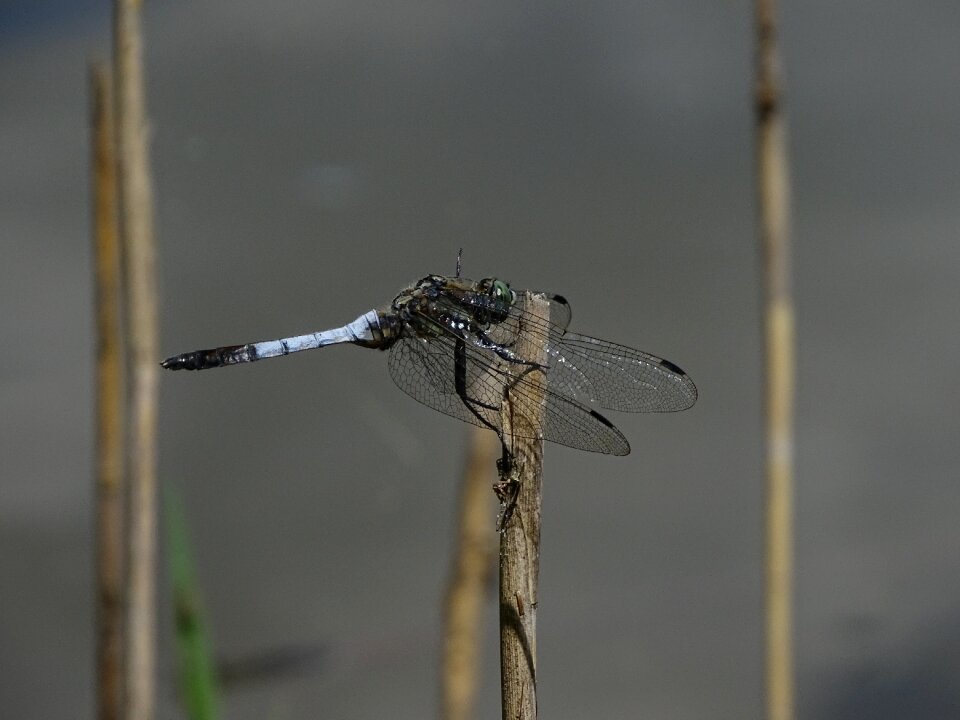 Nature macro winged insects