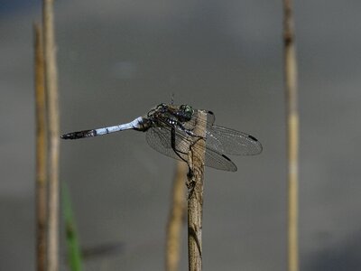 Nature macro winged insects