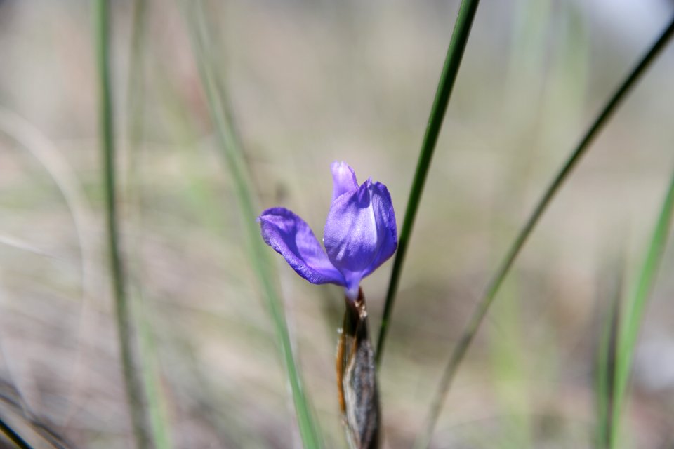 Wog Wog to Corang Peak, Corang Arch and Canowrie Brook, Morton National Park 17