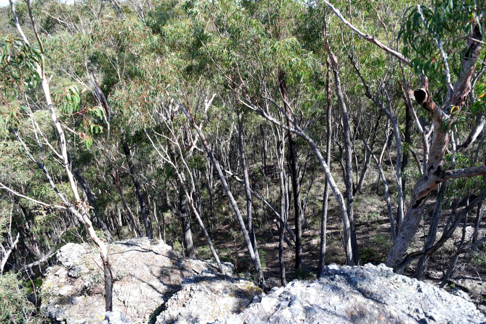 Wog Wog to Corang Peak, Corang Arch and Canowrie Brook, Morton National Park 30