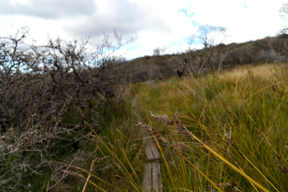 Wog Wog to Corang Peak, Corang Arch and Canowrie Brook, Morton National Park 100