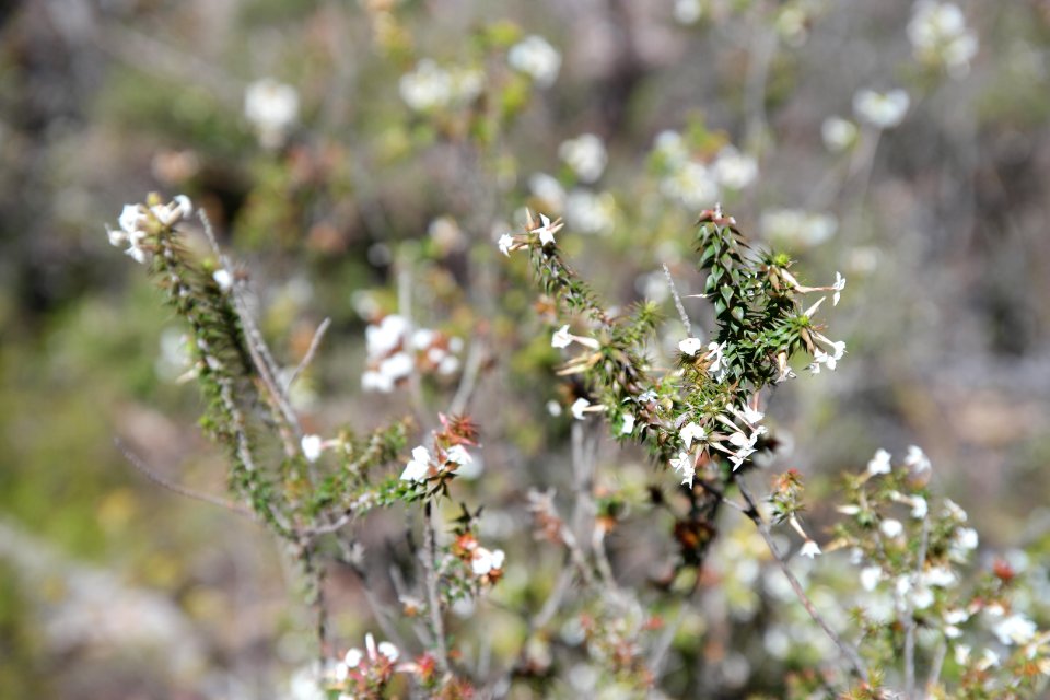 Wog Wog to Corang Peak, Corang Arch and Canowrie Brook, Morton National Park 26