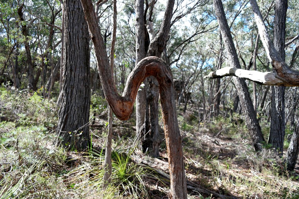 Wog Wog to Corang Peak, Corang Arch and Canowrie Brook, Morton National Park 33
