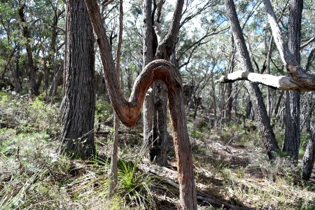 Wog Wog to Corang Peak, Corang Arch and Canowrie Brook, Morton National Park 33