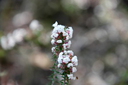 Wog Wog to Corang Peak, Corang Arch and Canowrie Brook, Morton National Park 32