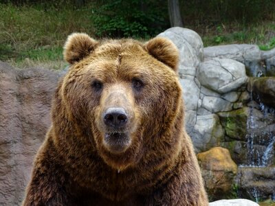 Mammal beast brown