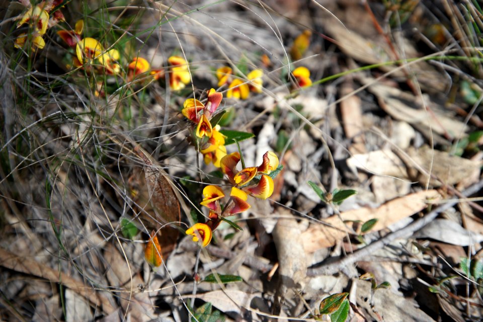 Wog Wog to Corang Peak, Corang Arch and Canowrie Brook, Morton National Park 08