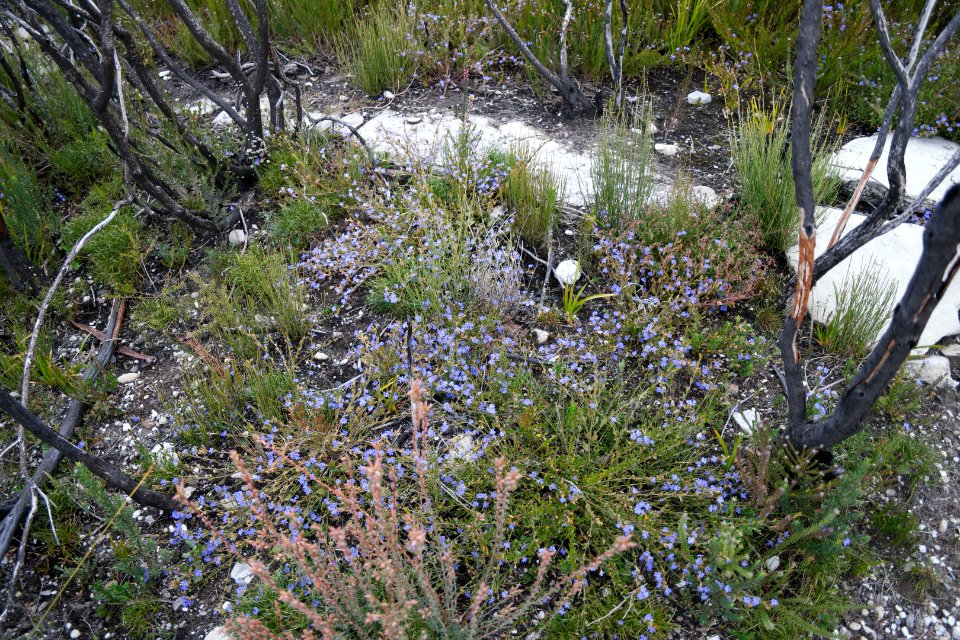 Wog Wog to Corang Peak, Corang Arch and Canowrie Brook, Morton National Park 150