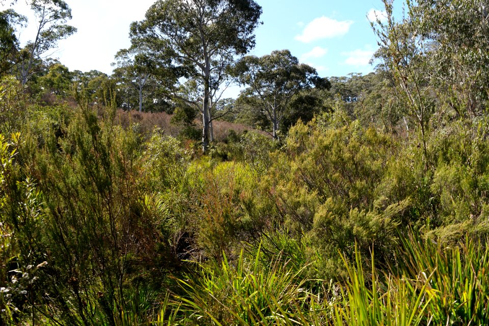 Wog Wog to Corang Peak, Corang Arch and Canowrie Brook, Morton National Park 05