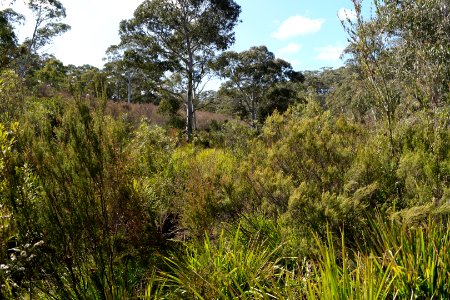 Wog Wog to Corang Peak, Corang Arch and Canowrie Brook, Morton National Park 05