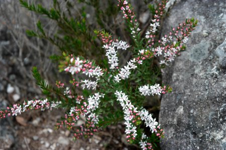 Wog Wog to Corang Peak, Corang Arch and Canowrie Brook, Morton National Park 170