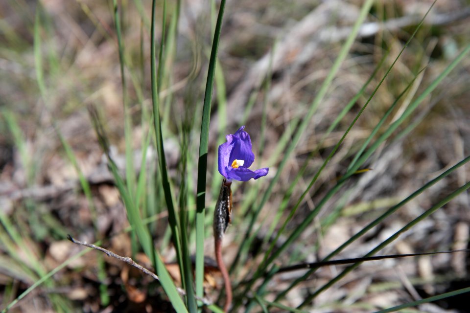 Wog Wog to Corang Peak, Corang Arch and Canowrie Brook, Morton National Park 19