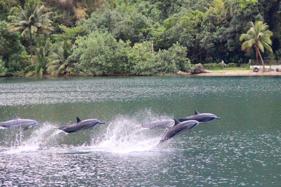 Travel tropical dolphins