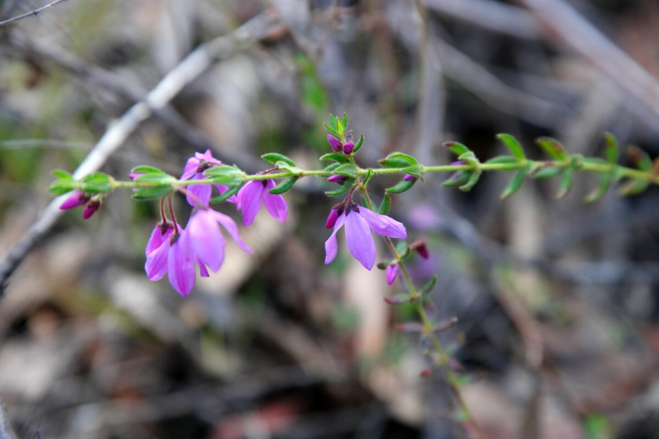 Wog Wog to Corang Peak, Corang Arch and Canowrie Brook, Morton National Park 31