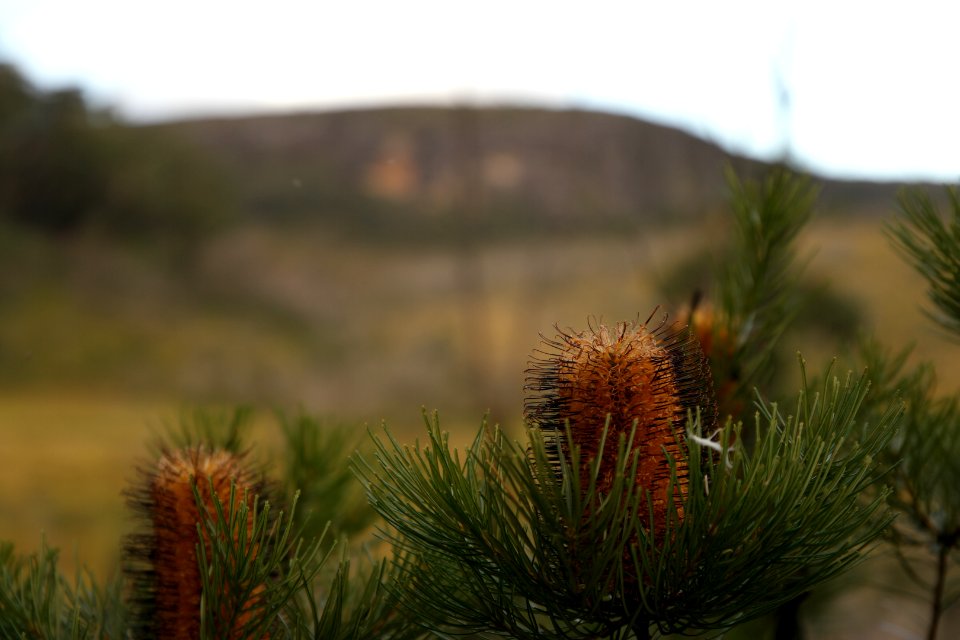 Wog Wog to Corang Peak, Corang Arch and Canowrie Brook, Morton National Park 172
