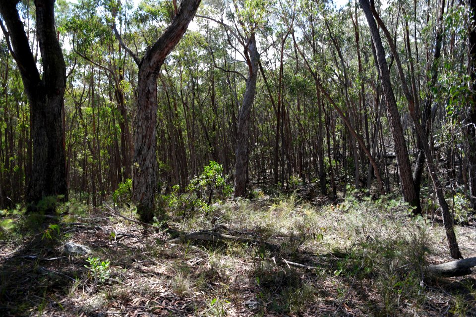 Wog Wog to Corang Peak, Corang Arch and Canowrie Brook, Morton National Park 23