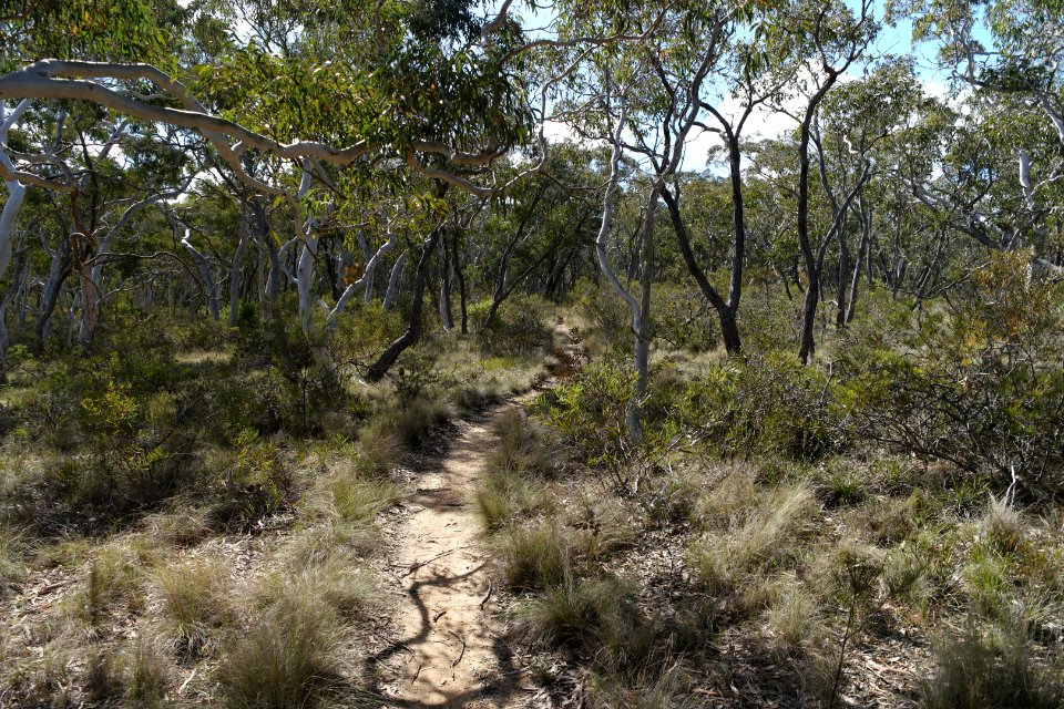 Wog Wog to Corang Peak, Corang Arch and Canowrie Brook, Morton National Park 10