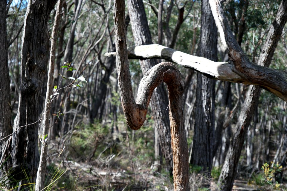 Wog Wog to Corang Peak, Corang Arch and Canowrie Brook, Morton National Park 34