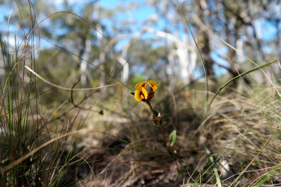 Wog Wog to Corang Peak, Corang Arch and Canowrie Brook, Morton National Park 15
