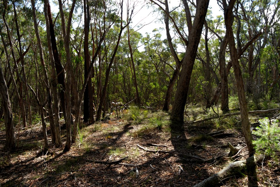 Wog Wog to Corang Peak, Corang Arch and Canowrie Brook, Morton National Park 25