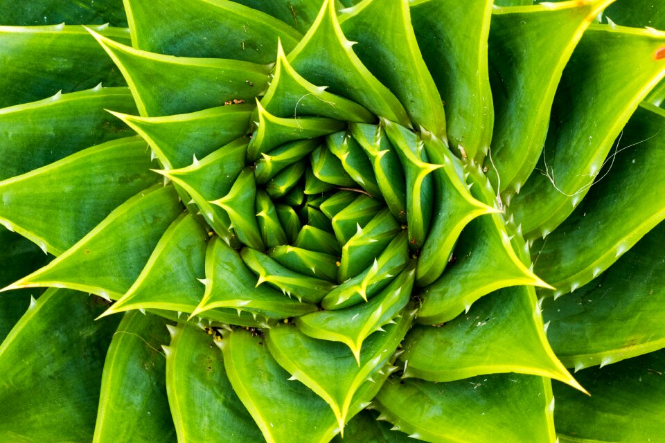 Nature botany sharp