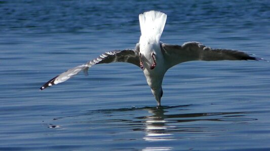 Wing bird water bird