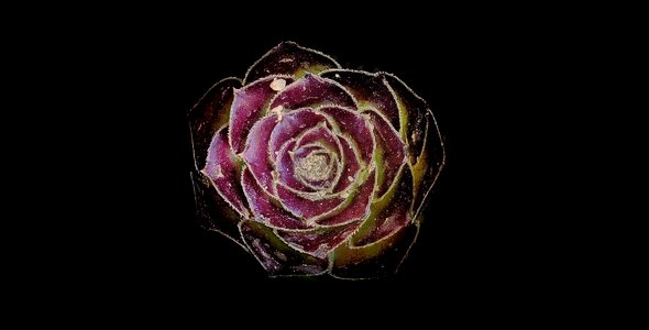 Rose nature black rose