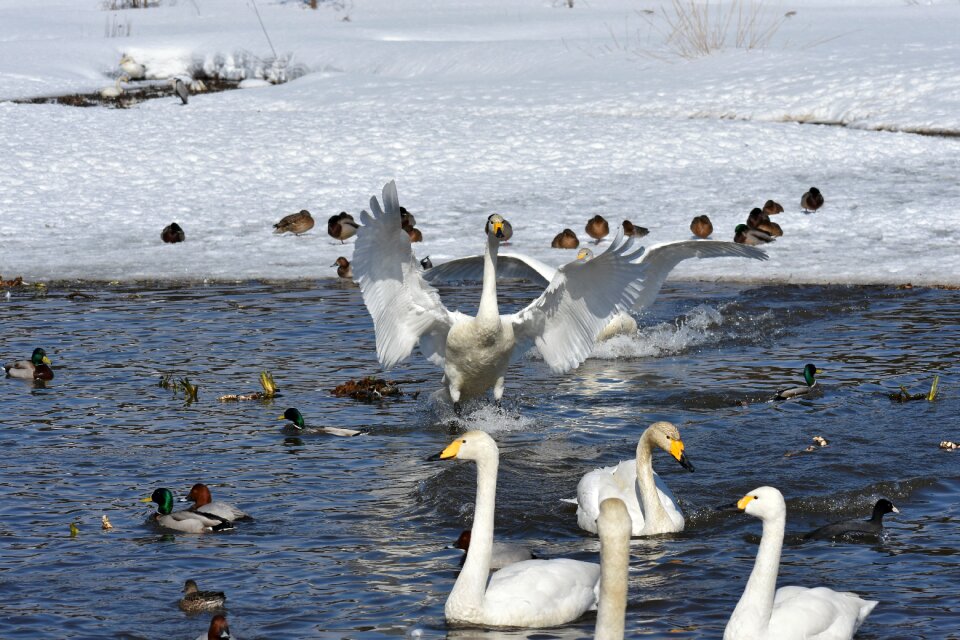 Bird wild birds waterfowl