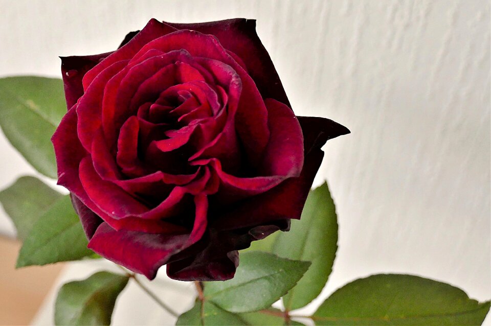 Blossom bloom rose bloom