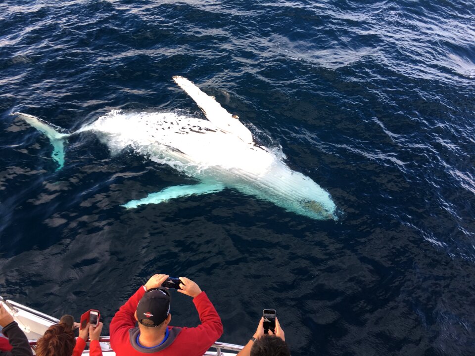 Sea word humpback blue watch