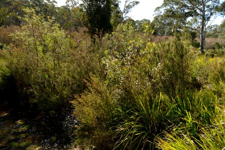 Wog Wog to Corang Peak, Corang Arch and Canowrie Brook, Morton National Park 04