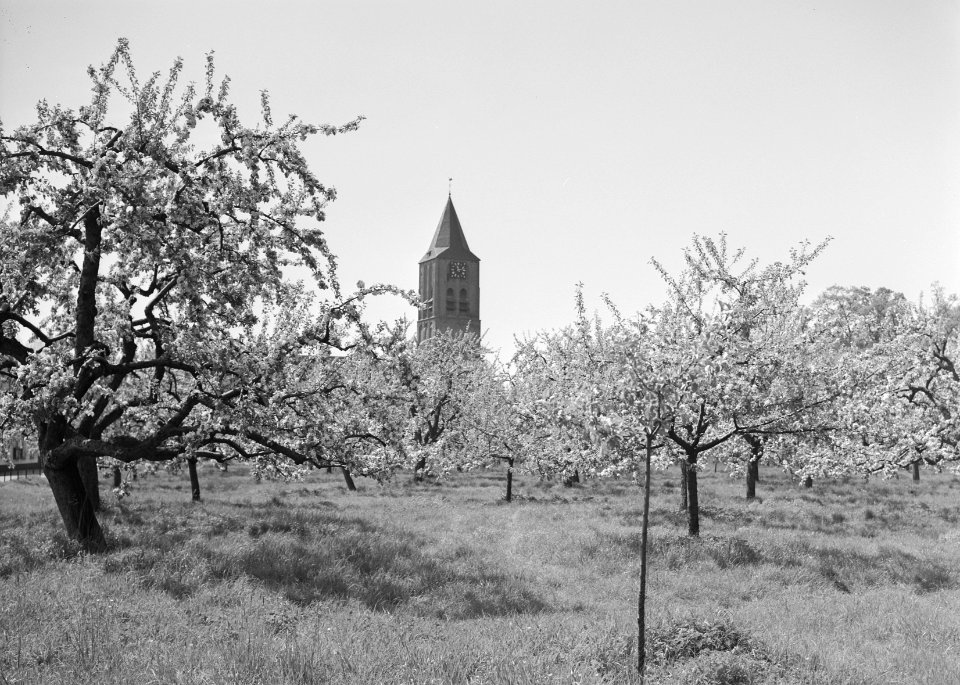 Woeste gronden, natuurschoon, boomgaarden, bloei, kerken, Landgoed Soelen, Bestanddeelnr 162-1221