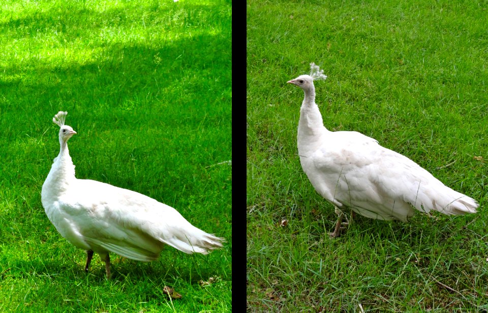 Witte pauwen Staverden