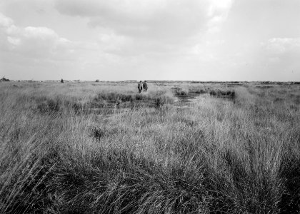 Woeste gronden, natuurschoon, veenputten, ospelse peel, Bestanddeelnr 162-1196