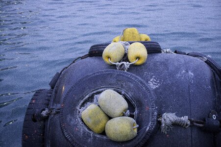 Floating marine biology sea