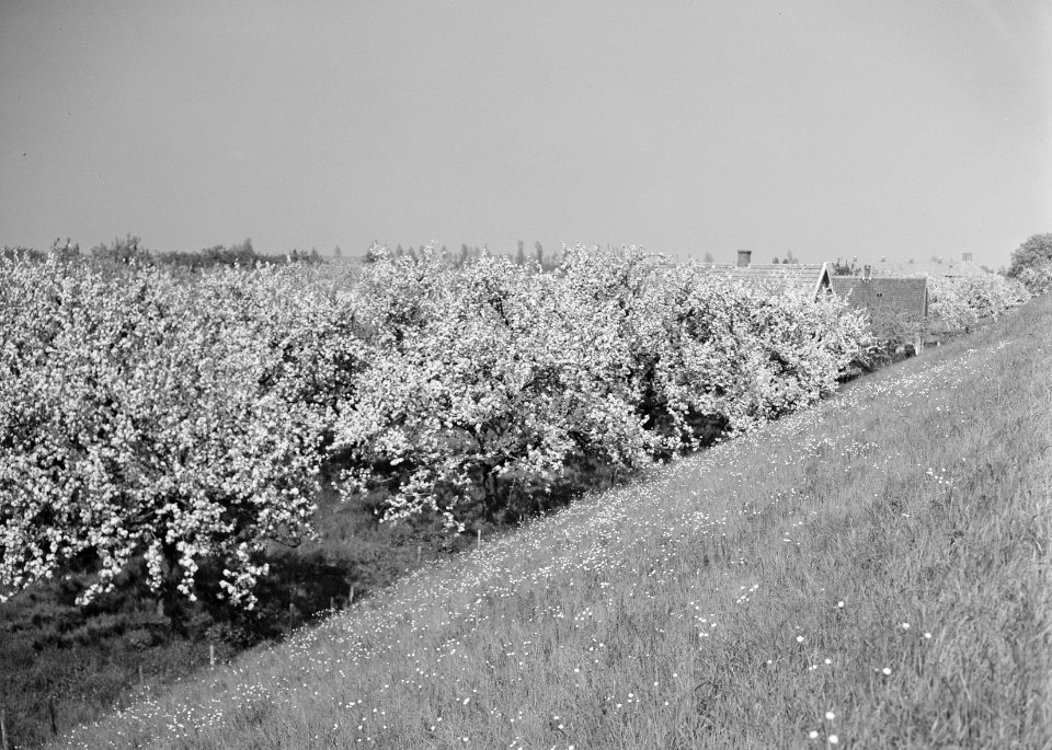 Woeste gronden, natuurschoon, bomen, bloei, dijken, waalbandijk, Bestanddeelnr 162-1232